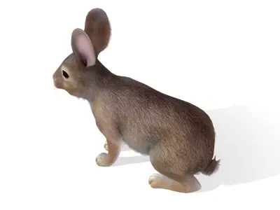 Rabbit Low-poly 3D model