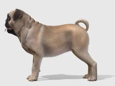 Dog - Pug Low-poly 3D model