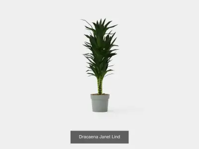 Collection of Dracaena Houseplant - 3 Models