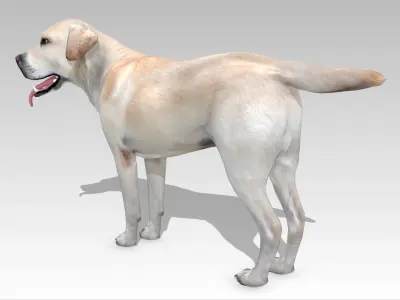 Labrador retriever Low-poly 3D model