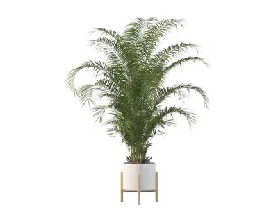 Plants collection 086 3D model
