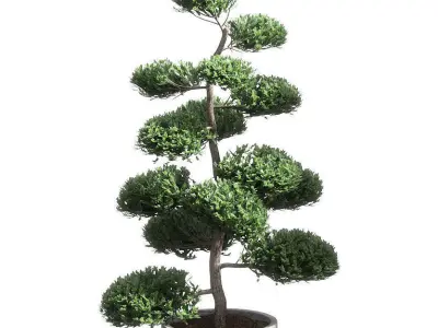 Bonsai with spherical branches - 2 models 3D model