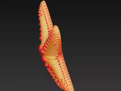 Starfish Realistic 3D Model Basic - Low Poly Realistic Low-poly 3D model