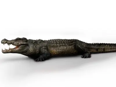 Crocodile 3d model  3D model