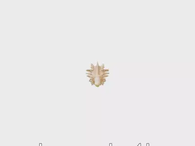 Sea Pen Coral Quill Model Low-poly 3D model