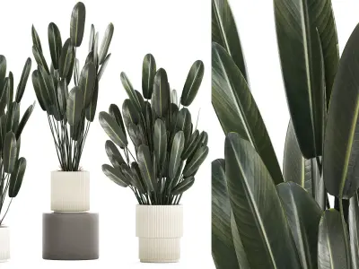 Beautiful Strelitzia in a flower pot for decoration 1284 3D model