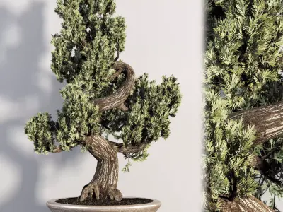 Bonsai plant-02 3D model