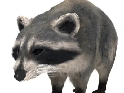 Realistic raccoon 3D model