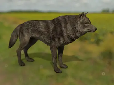 the wolf 13 animated Low-poly 3D model