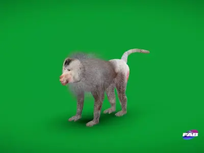 Hamadryas Baboon Monkey Low-poly 3D model