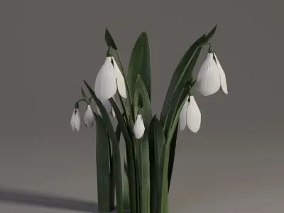 Snowdrop Spring Flower Galanthus Low-poly 3D model