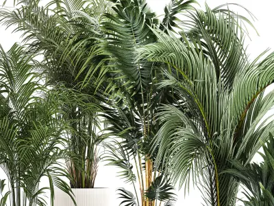 Set Of Beautiful Howea Palms In White Pots Neanthe 1408 3D model