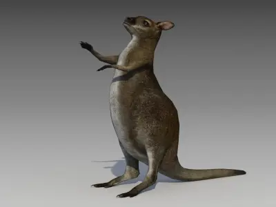 Wallaby kangaroo Low-poly 3D model