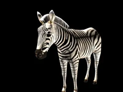 Zebra Low-poly 3D model