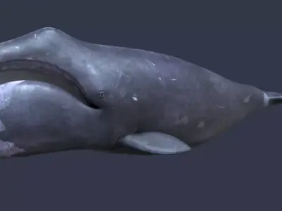 Bowhead whale 3D model