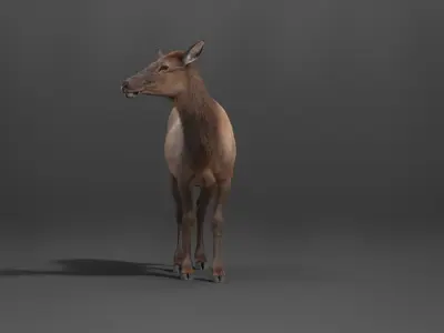 Female Canadian Deer Animation VFX Grace 3D model