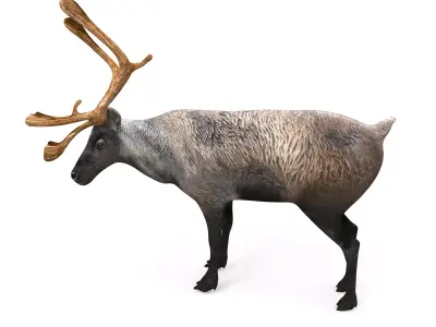 Reindeer Rigged  Low-poly 3D model