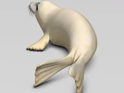 Harp Seal - Pup 3D model