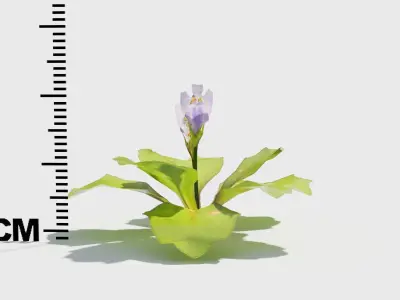 Mazus plants 3D model