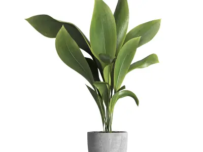 indoor plant 025 3D model