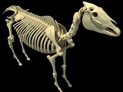 Horse Skeleton 3D model