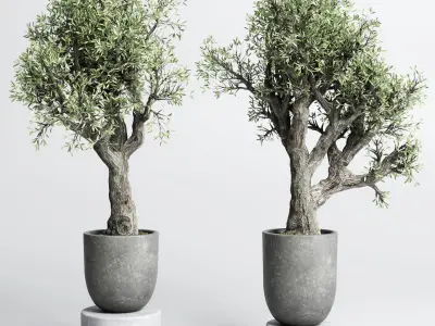 Collection outdoor plant 88 pot old olive tree concrete old vase 3D model