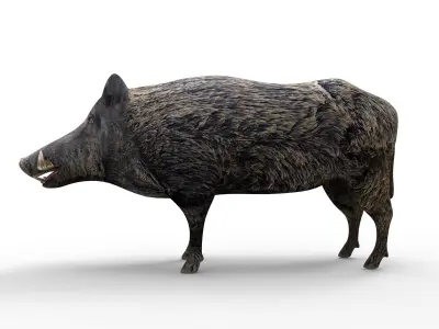 Wild Boar Rigged 3D Low-poly 3D model