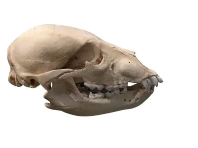 Skull - Bear Low-poly 3D model