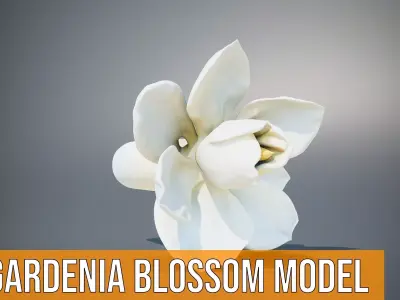 Gardenia Blossom model pack Low-poly 3D model