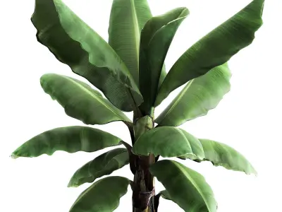 Ravenala palm in a rust pot for the interior 977 3D model