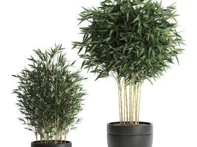 Bamboo bush for the interior in a black flowerpot 582 3D model