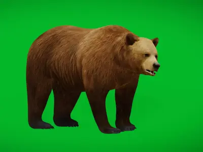European Brown Bear Low-poly 3D model