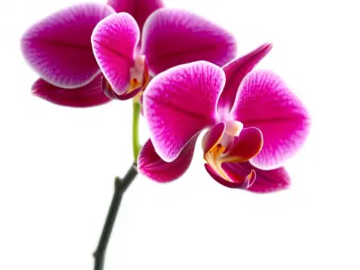 Elegant Cymbidium Orchid Flowers 3D Model Pack Low-poly 3D model