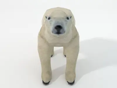 Polar Bear Low-poly 3D model 2