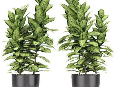 Plant in Pot Flowerpot Exotic Plant 3D model 17