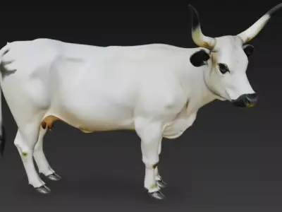 White Park Cow Low-poly 3D model