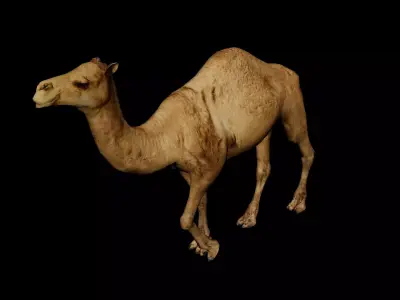 Camel 3D Model with Walk Animation - Game-Ready Low-poly 3D model