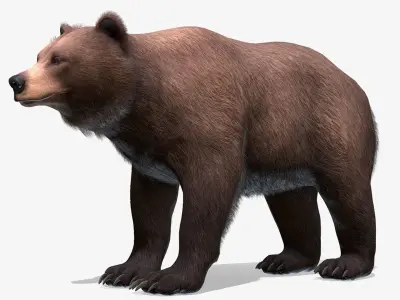 BEAR - FEMALE Low-poly 3D model