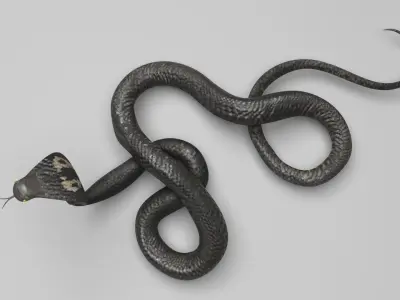 Cobra Snake 3D model