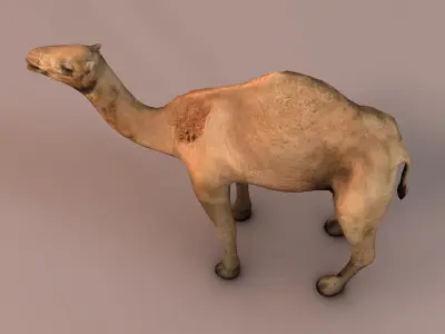 Camel Low-poly 3D model