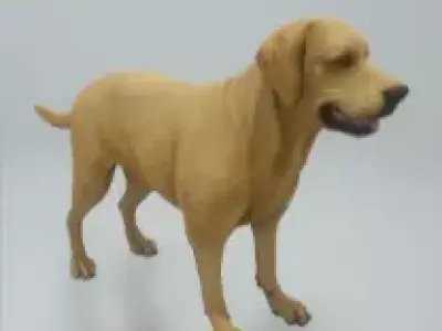 Labrador retriever 3D model