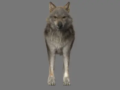GrayWolf 3D model