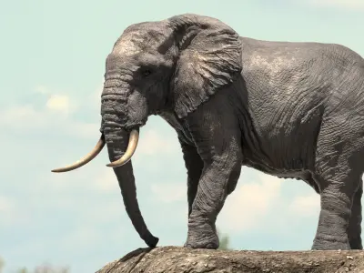 African Elephant Rigged model Low-poly 3D model