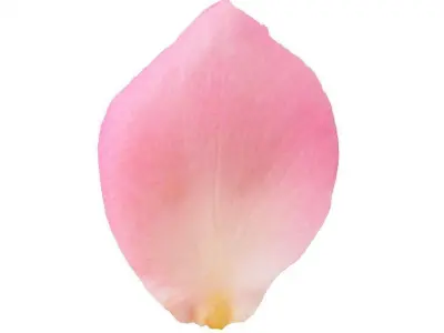 Flower with vase Free 3D model