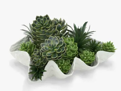 Succulents in a Giant Clam Bowl 3D model