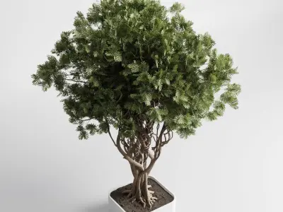 indoor plant 473 pot plant tree concrete dirt vase 3D model
