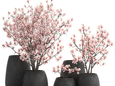 Decorative magnolia trees in a black flowerpots 807 3D model