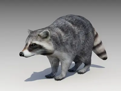 Raccoon Animated Low-poly 3D model