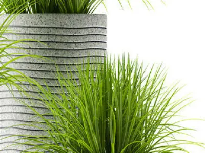 Grass plants 3D model