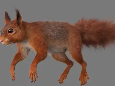 squirrel 3D model